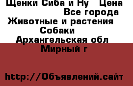 Щенки Сиба и Ну › Цена ­ 35000-85000 - Все города Животные и растения » Собаки   . Архангельская обл.,Мирный г.